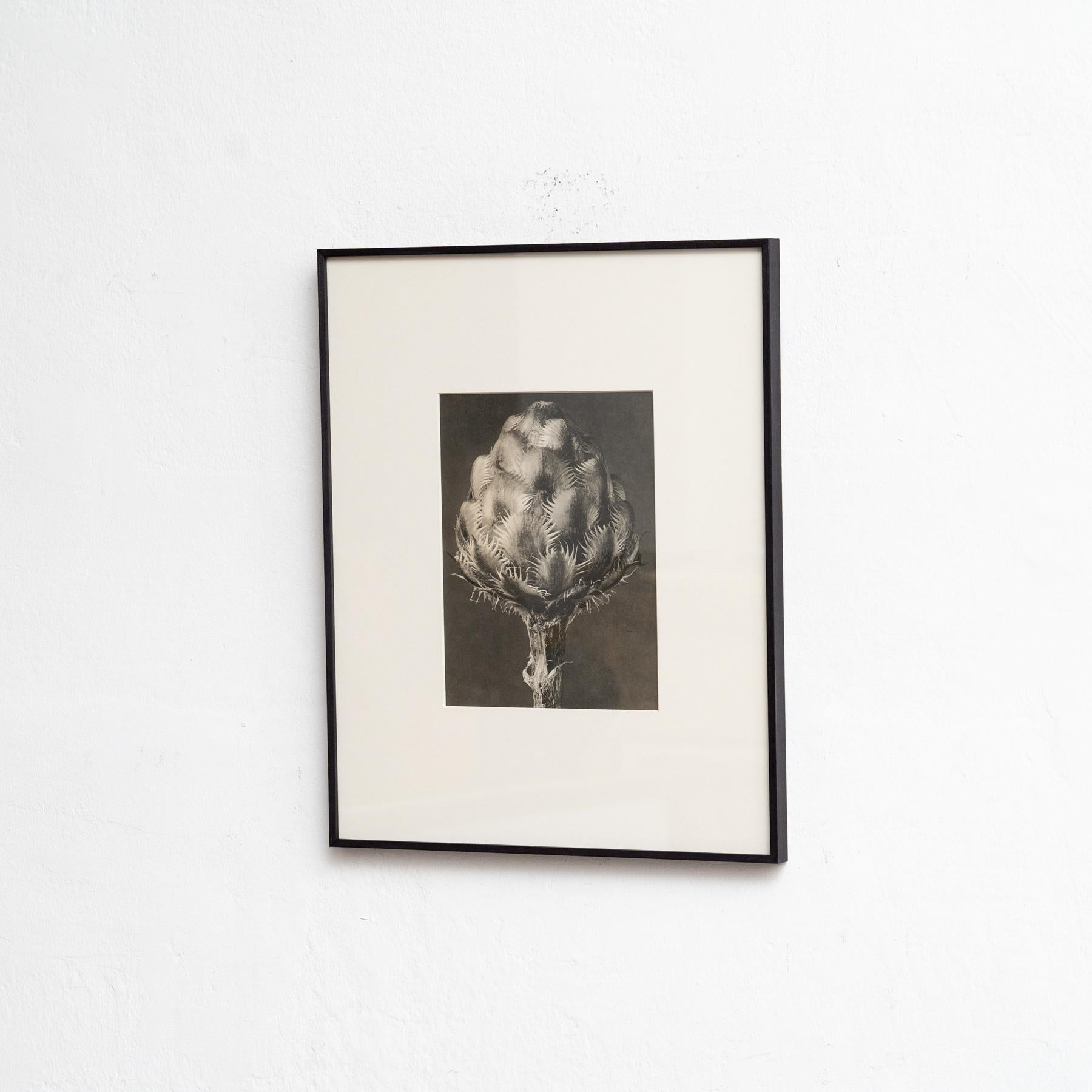 Paper Set of Four Karl Blossfeldt Framed Photogravures: Nature's Elegance (1942) For Sale