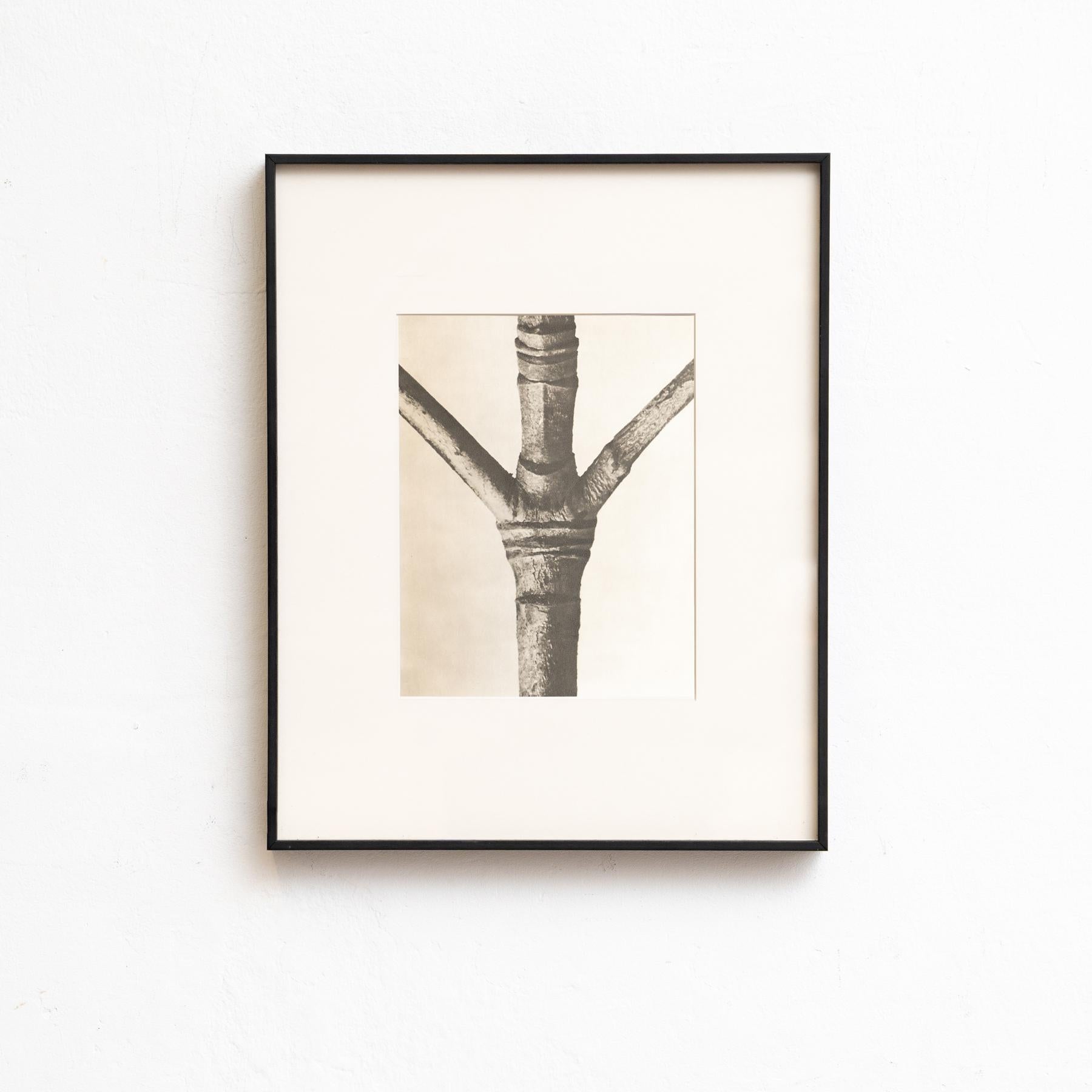 Paper Set of Four Karl Blossfeldt Framed Photogravures: Nature's Elegance (1942) For Sale