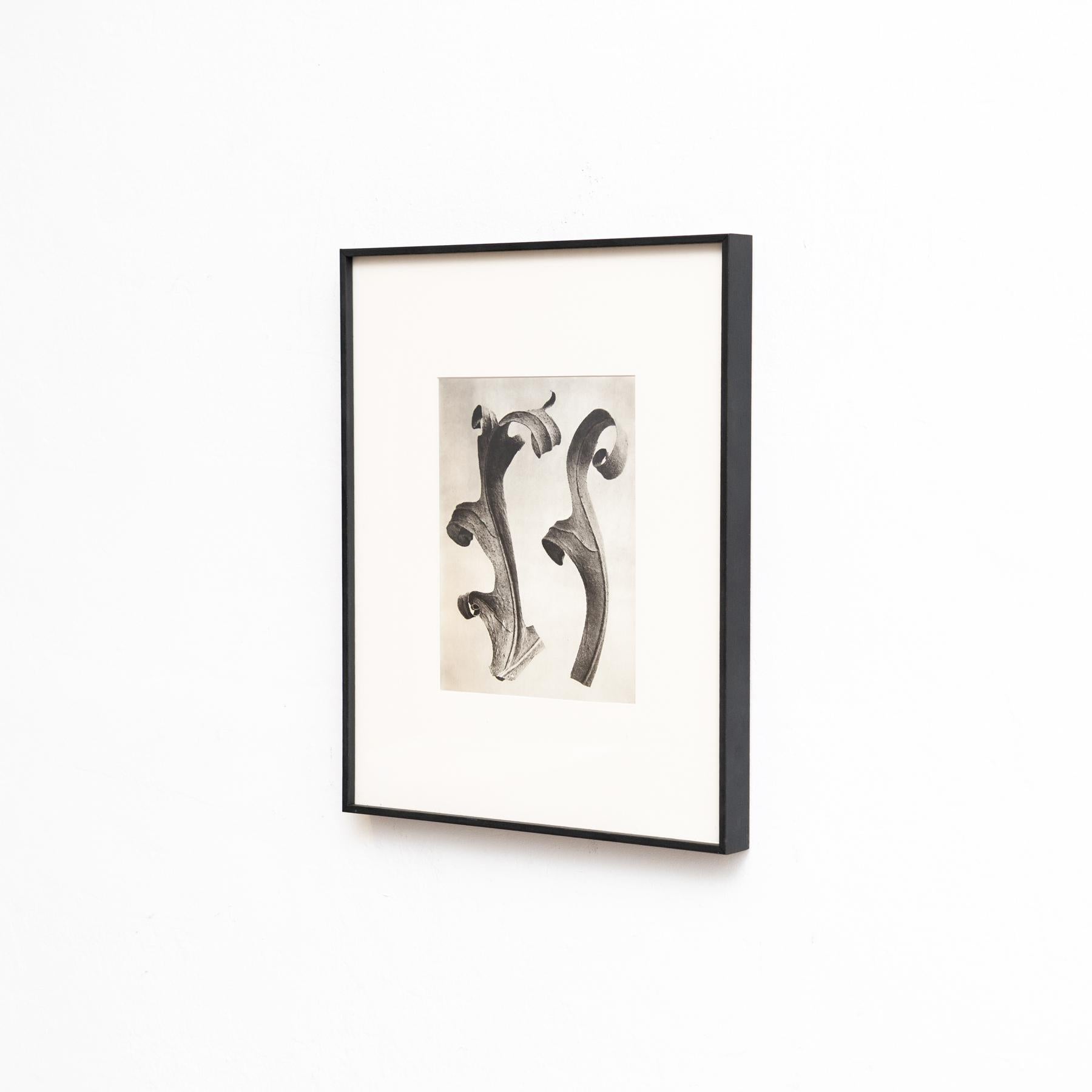 Carta Set di quattro fotogrammi incorniciati di Karl Blossfeldt: Natural Elegance (1942) in vendita