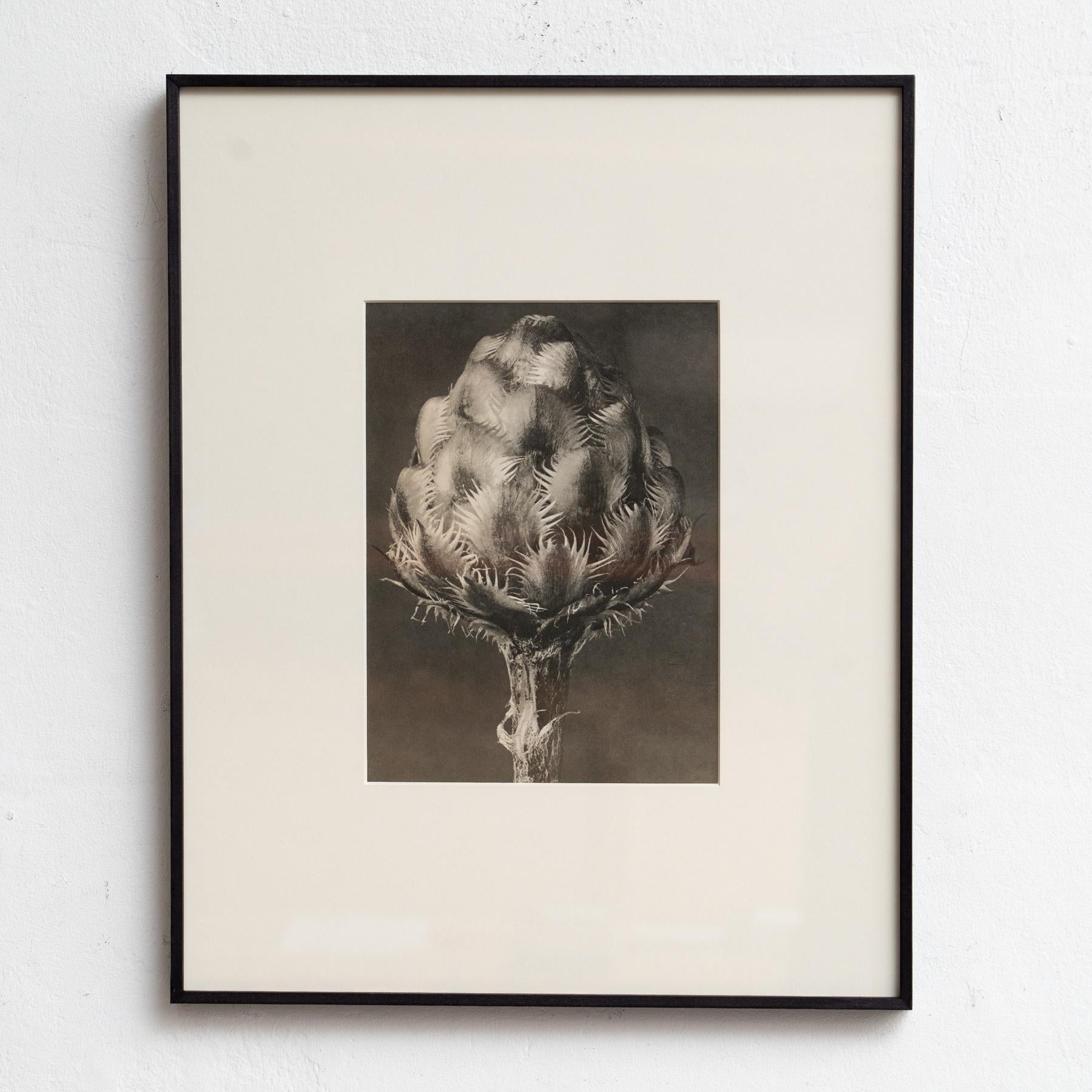 Set of Four Karl Blossfeldt Framed Photogravures: Nature's Elegance (1942) For Sale 1