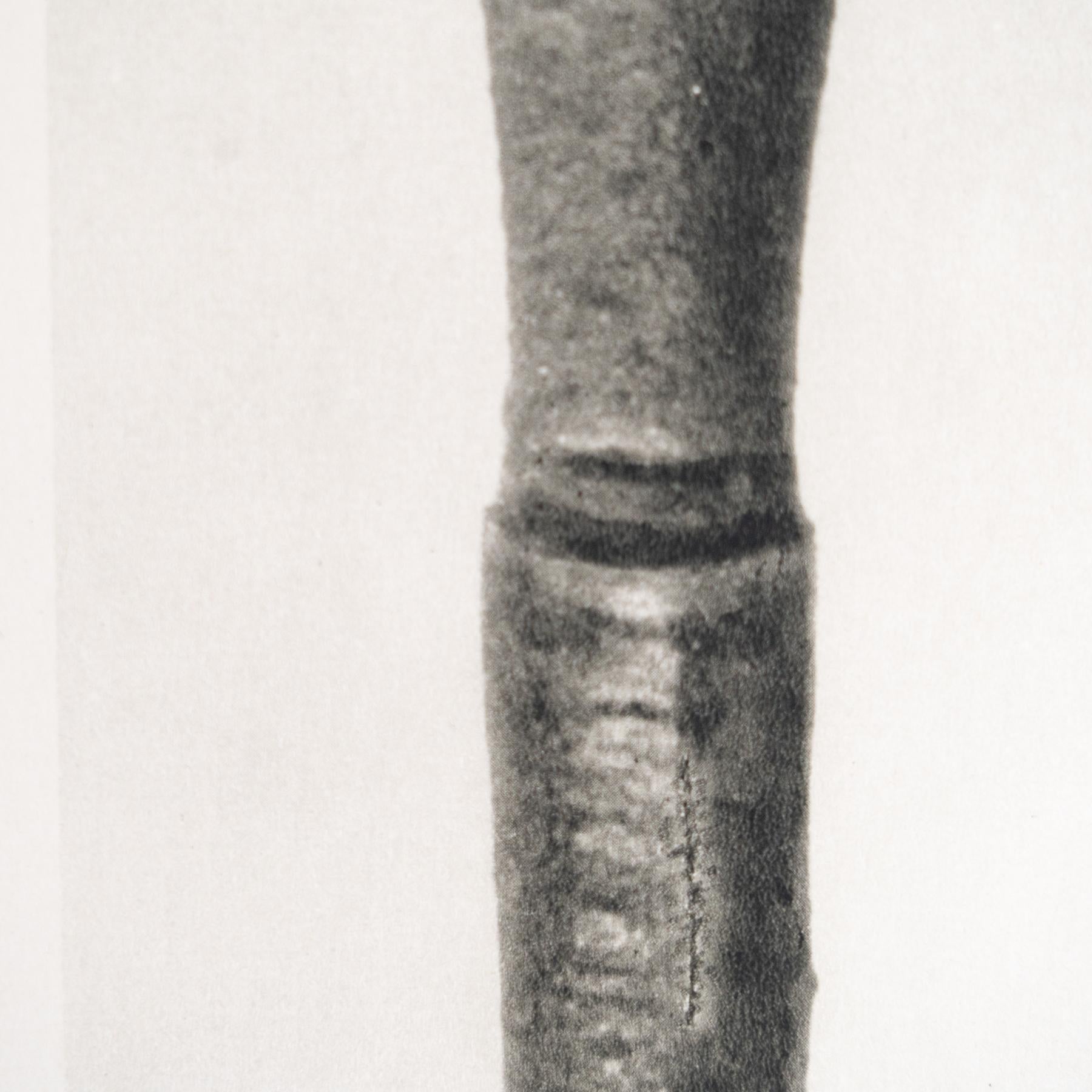 Set of Four Karl Blossfeldt Framed Photogravures: Nature's Elegance (1942) For Sale 1