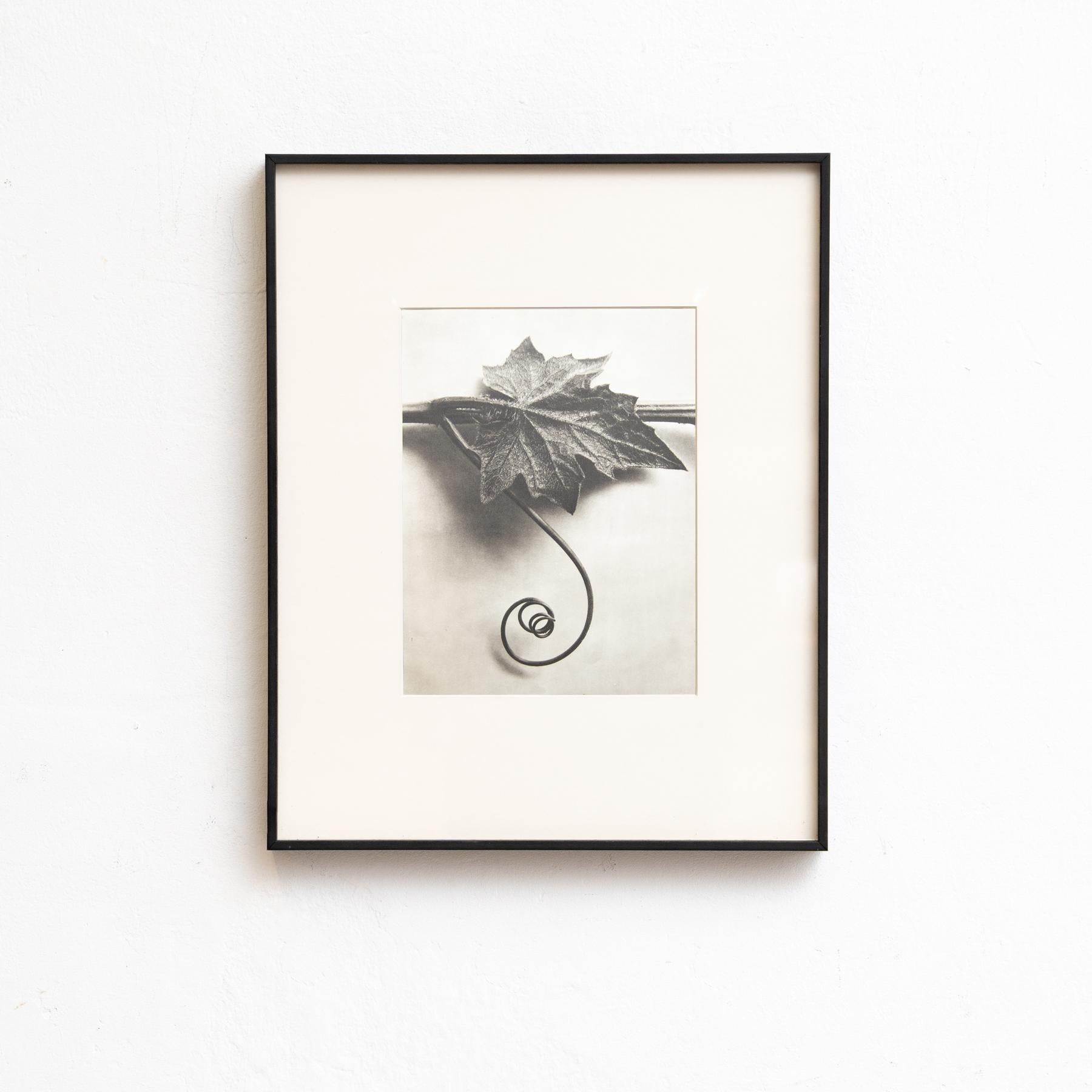 Set di quattro fotogrammi incorniciati di Karl Blossfeldt: Natural Elegance (1942) in vendita 1