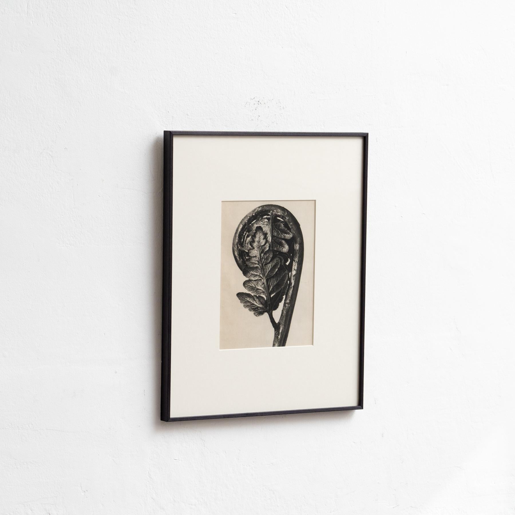 Set of Four Karl Blossfeldt Framed Photogravures: Nature's Elegance (1942) For Sale 2