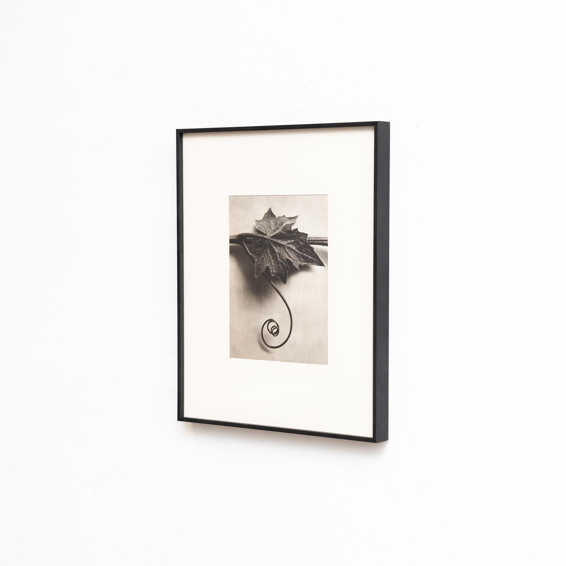 Set di quattro fotogrammi incorniciati di Karl Blossfeldt: Natural Elegance (1942) in vendita 2