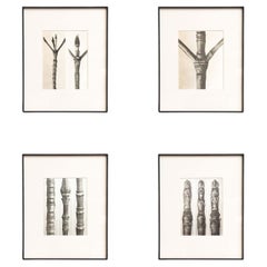 Set of Four Karl Blossfeldt Framed Photogravures: Nature's Elegance (1942)