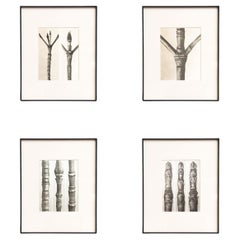 Vintage Set of Four Karl Blossfeldt Framed Photogravures: Nature's Elegance (1942)