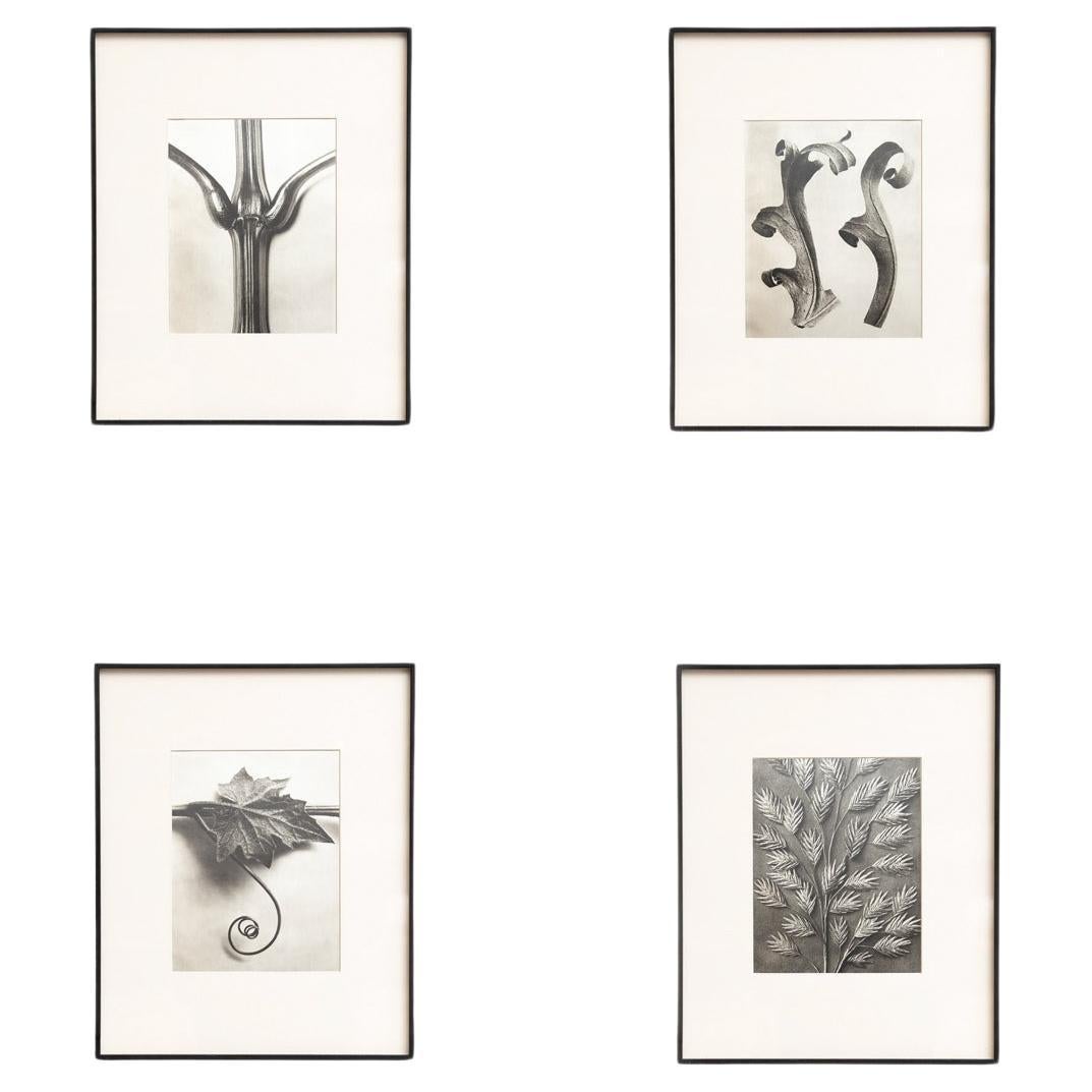 Set of Four Karl Blossfeldt Framed Photogravures: Nature's Elegance (1942)