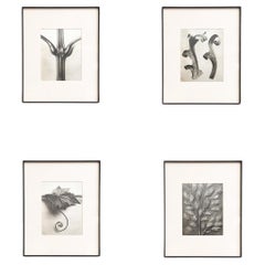 Vintage Set of Four Karl Blossfeldt Framed Photogravures: Nature's Elegance (1942)