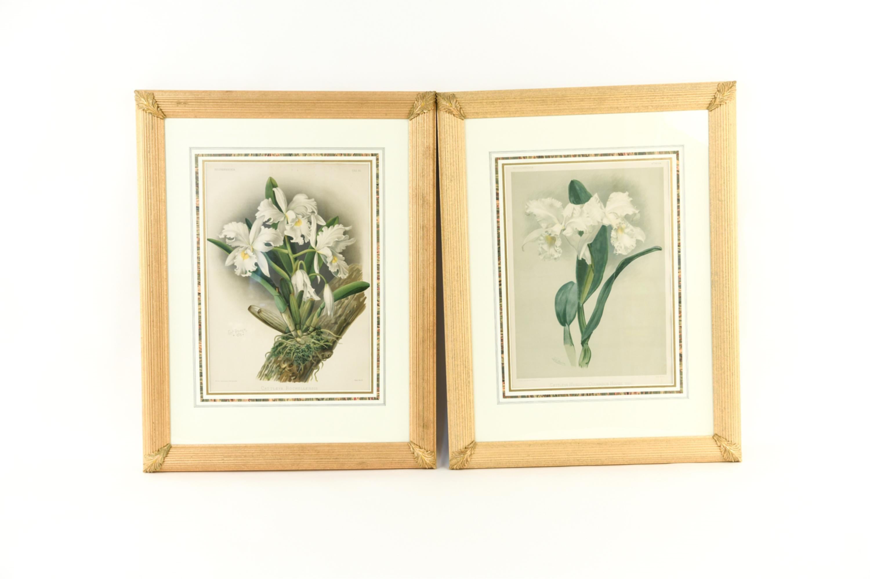 Set of four large botanical prints in custom frames. Unframed dimensions 13.5