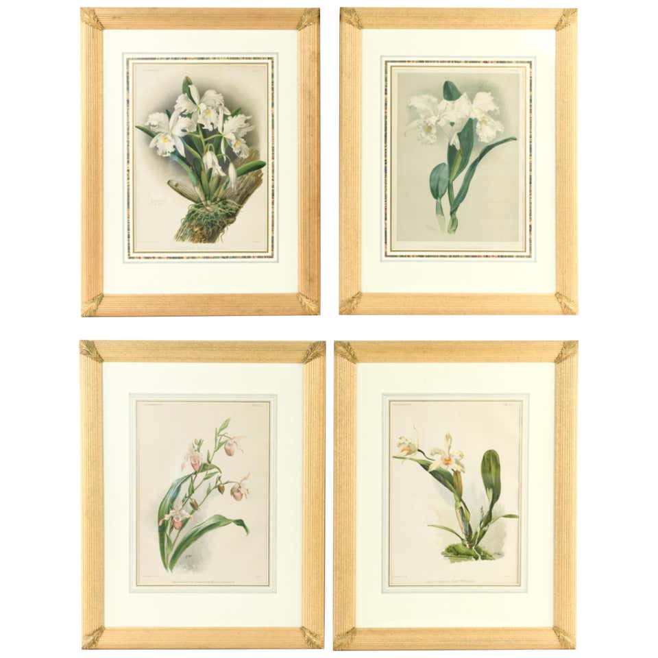 Large Botanical Prints For Sale at 1stDibs