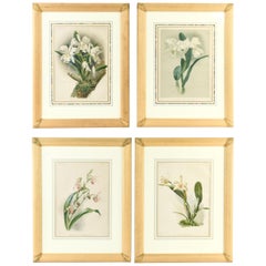 Vintage Set of Four Large Framed Botanical Prints