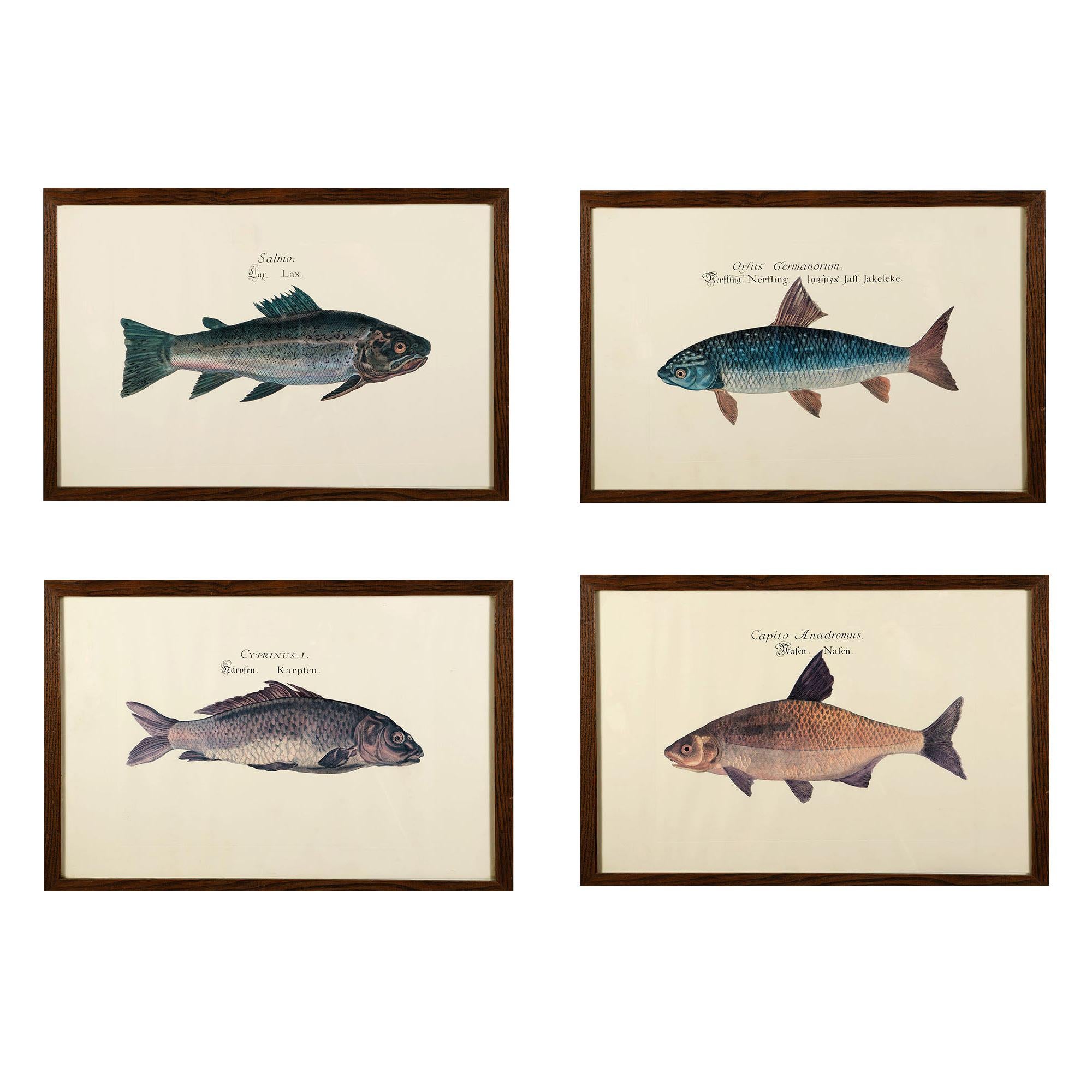 Set of Four Late 19th Century Prints of Carp