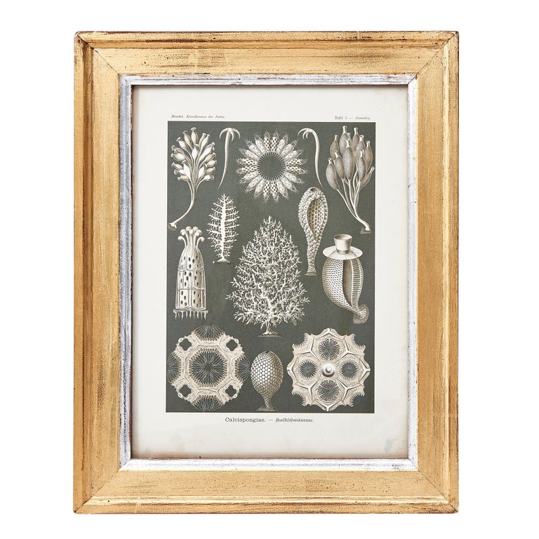 Set Of Four Lithographs From Art Forms In Nature By Ernst Haeckel 1899 - 