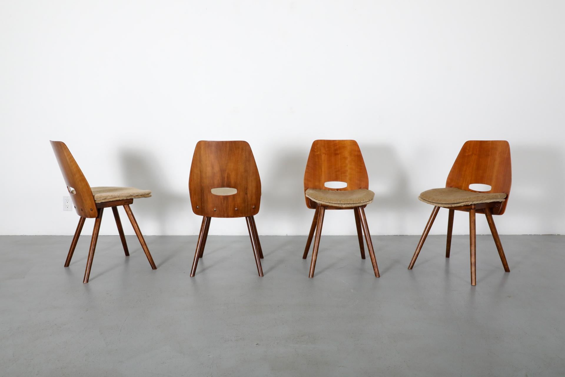 Lollipop-Esszimmerstühle im Thonet-Stil, entworfen von Frantisek Jirak und hergestellt von der Firma Tatra in der Tschechoslowakei, um 1960. Die Stühle haben eine Rückenlehne aus Buchenholz und runde Beine sowie einen gepolsterten Sitz mit passendem