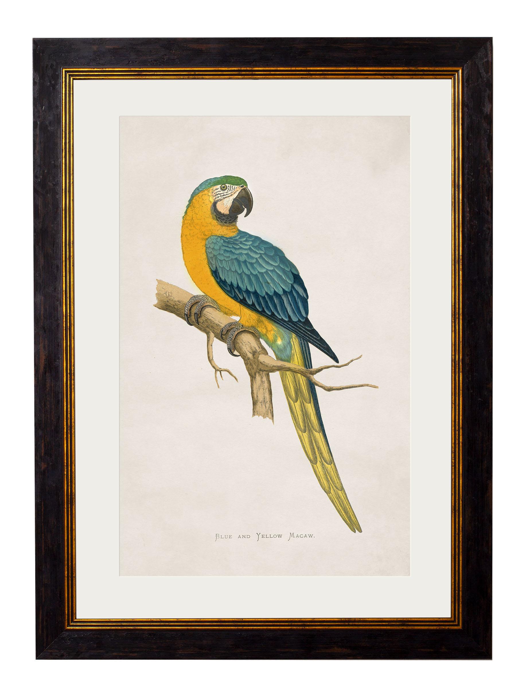 These are a set of FOUR digitally remastered prints of Macaws, hand coloured framed prints, originally from Circa 1864.

Prints of this style were originally printed in black and white and then hand painted over the top to give them bright vibrant
