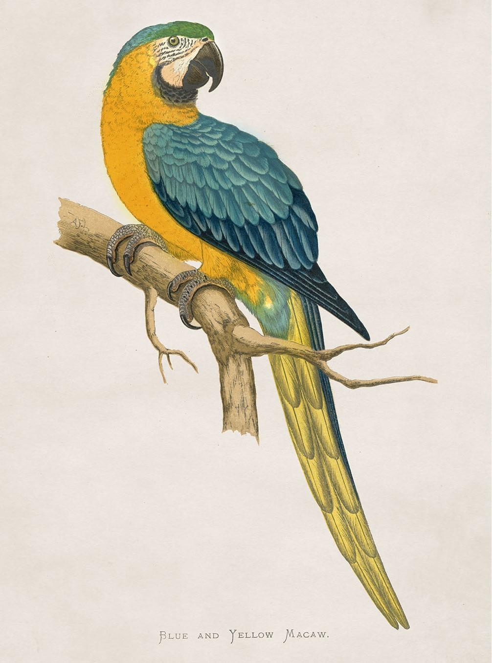 Victorien Ensemble deOUR Macaws Imprimés à l'origine vers 1838 dans des cadres rectangulaires, Neuf en vente