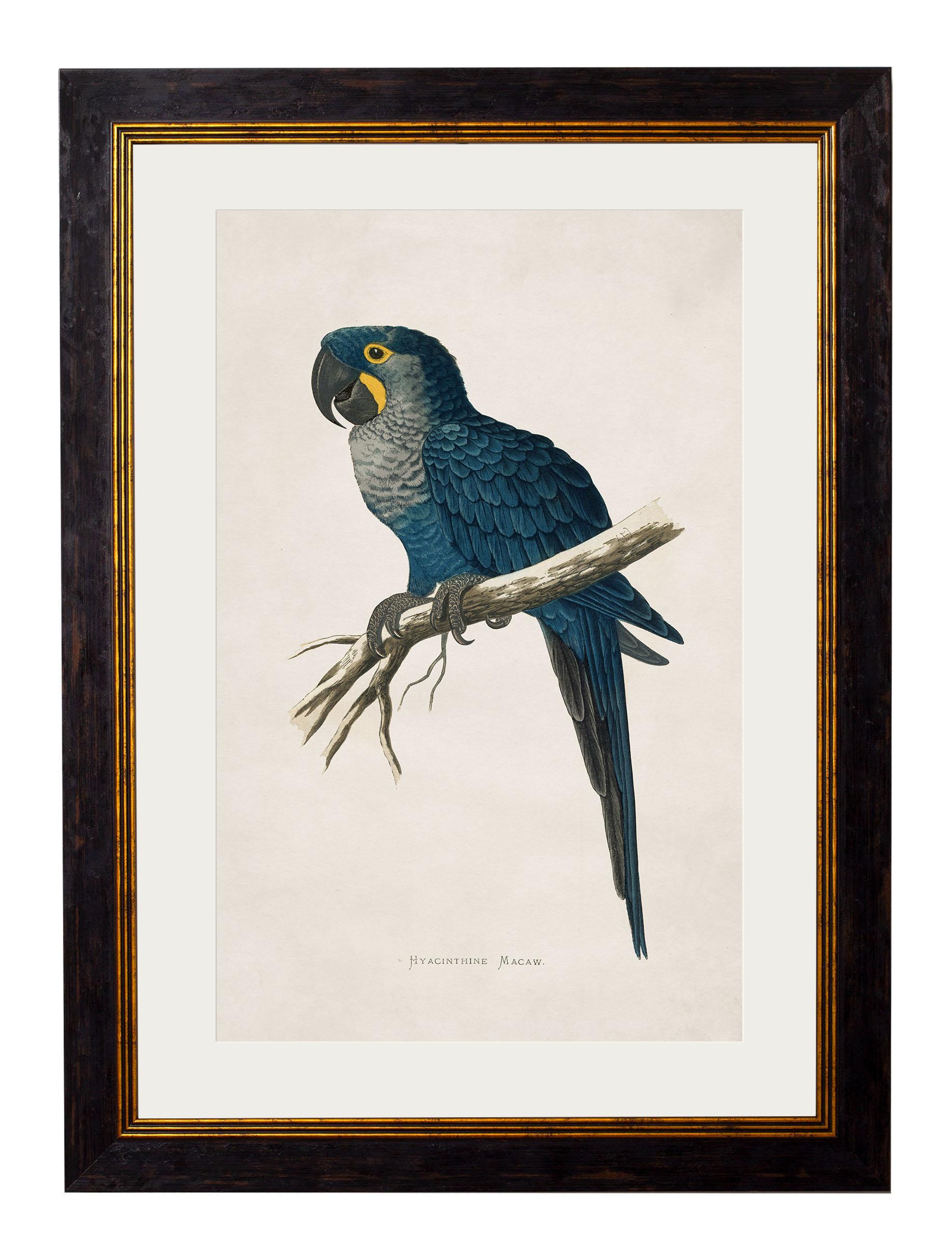 British Set of FOUR Macaws Prints originally Circa 1838 in Rectangular Frames, New