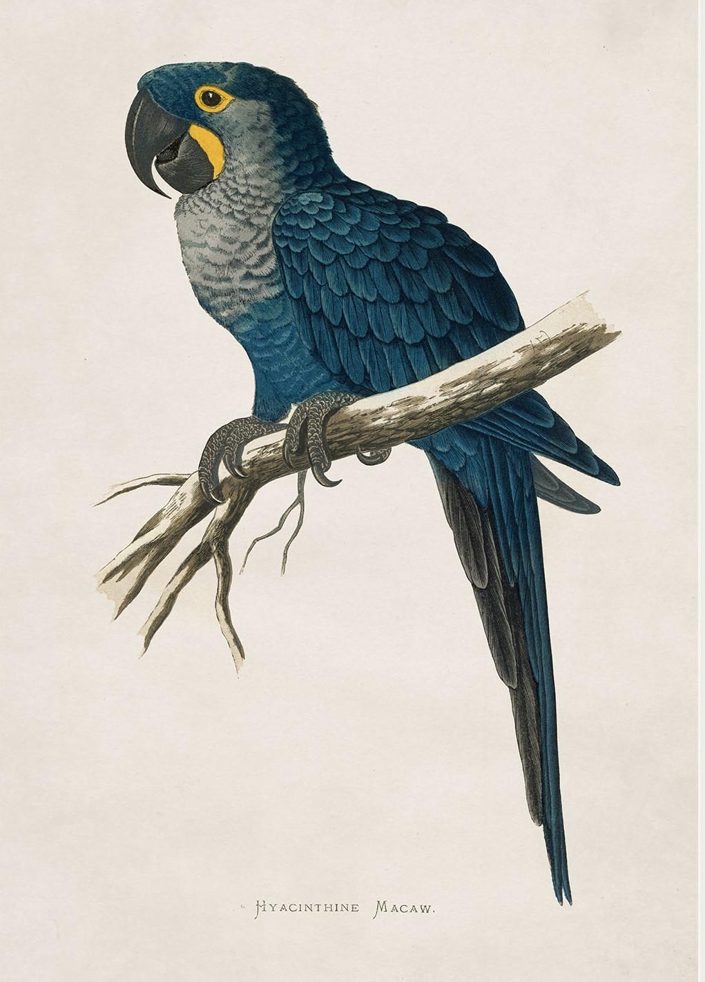 Ensemble deOUR Macaws Imprimés à l'origine vers 1838 dans des cadres rectangulaires, Neuf Excellent état - En vente à Lincoln, Lincolnshire