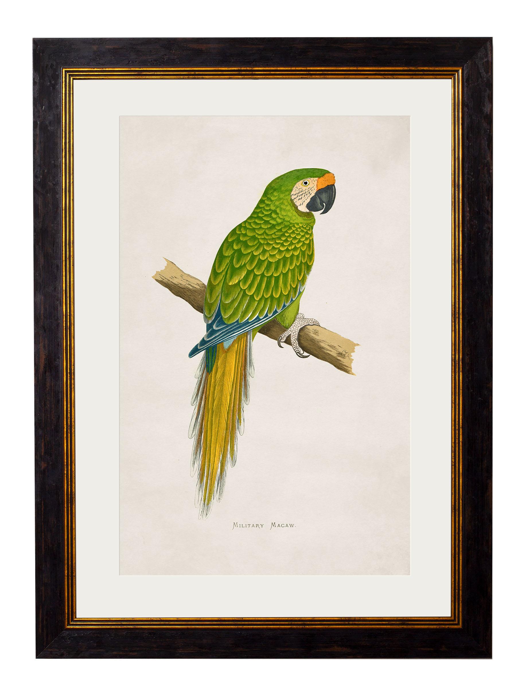 Contemporary Set of FOUR Macaws Prints originally Circa 1838 in Rectangular Frames, New For Sale