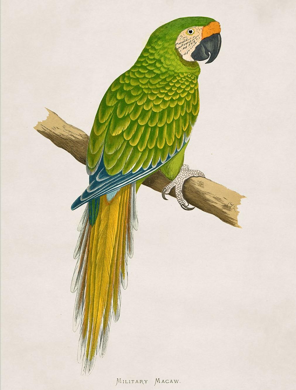 Glass Set of FOUR Macaws Prints originally Circa 1838 in Rectangular Frames, New