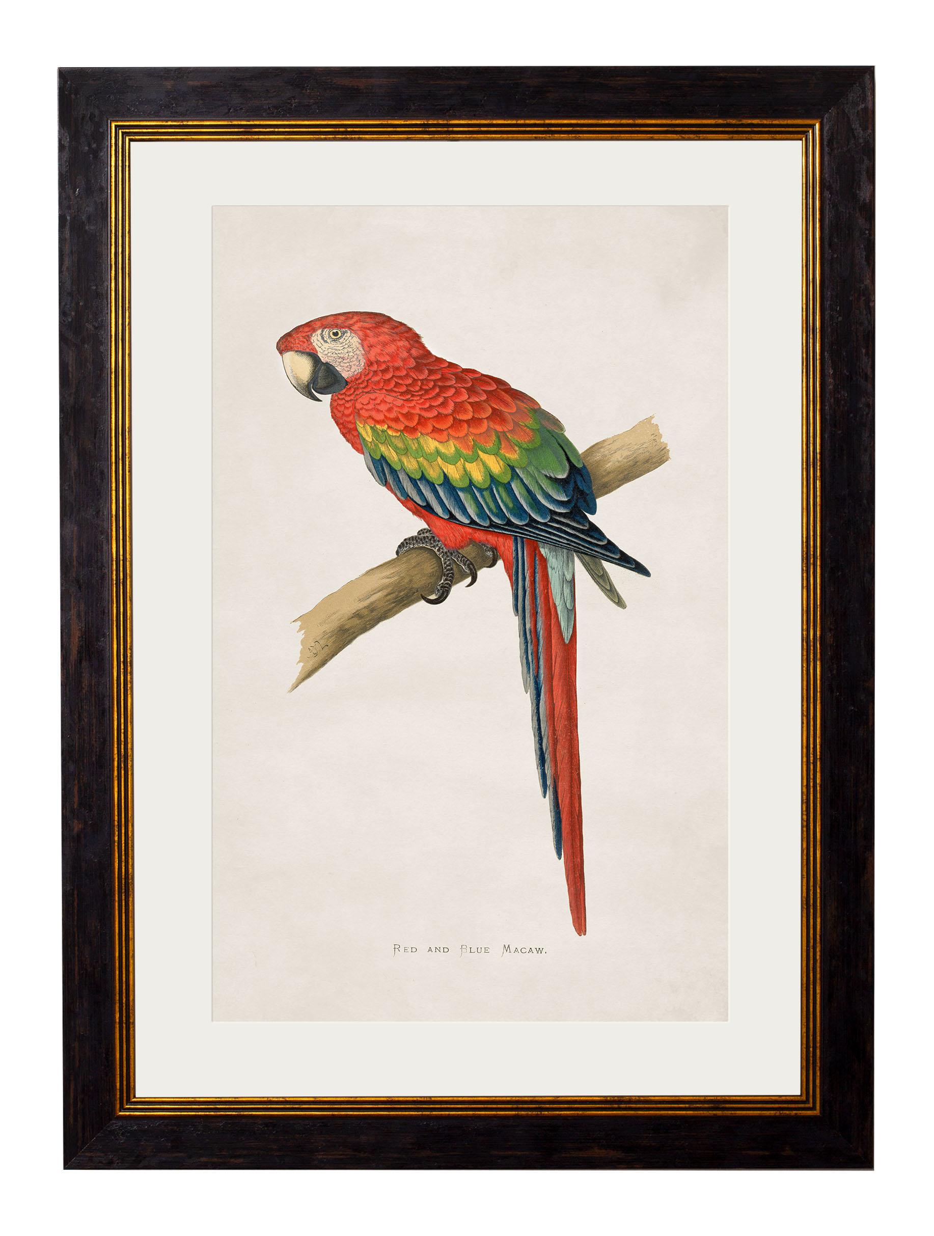 Set of FOUR Macaws Prints originally Circa 1838 in Rectangular Frames, New For Sale 1