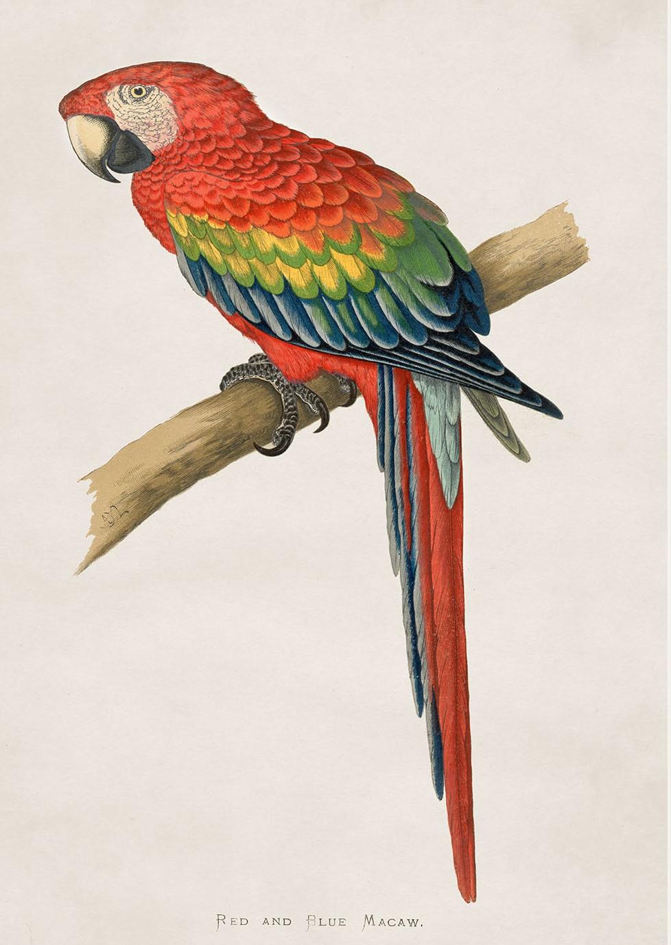 Set of FOUR Macaws Prints originally Circa 1838 in Rectangular Frames, New 2