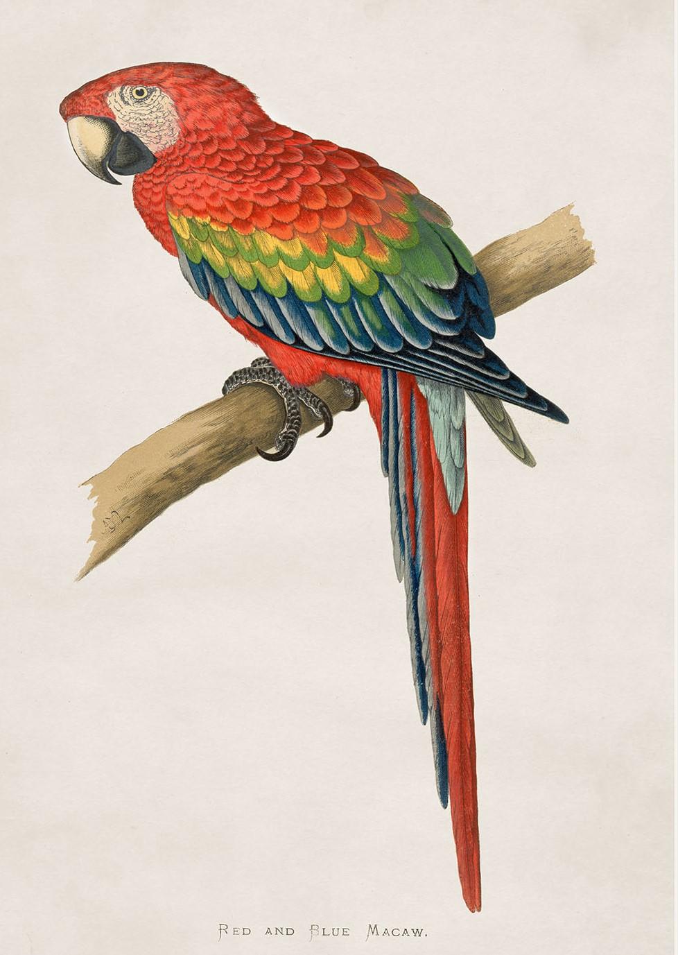 Set of FOUR Macaws Prints originally Circa 1838 in Rectangular Frames, New For Sale 2