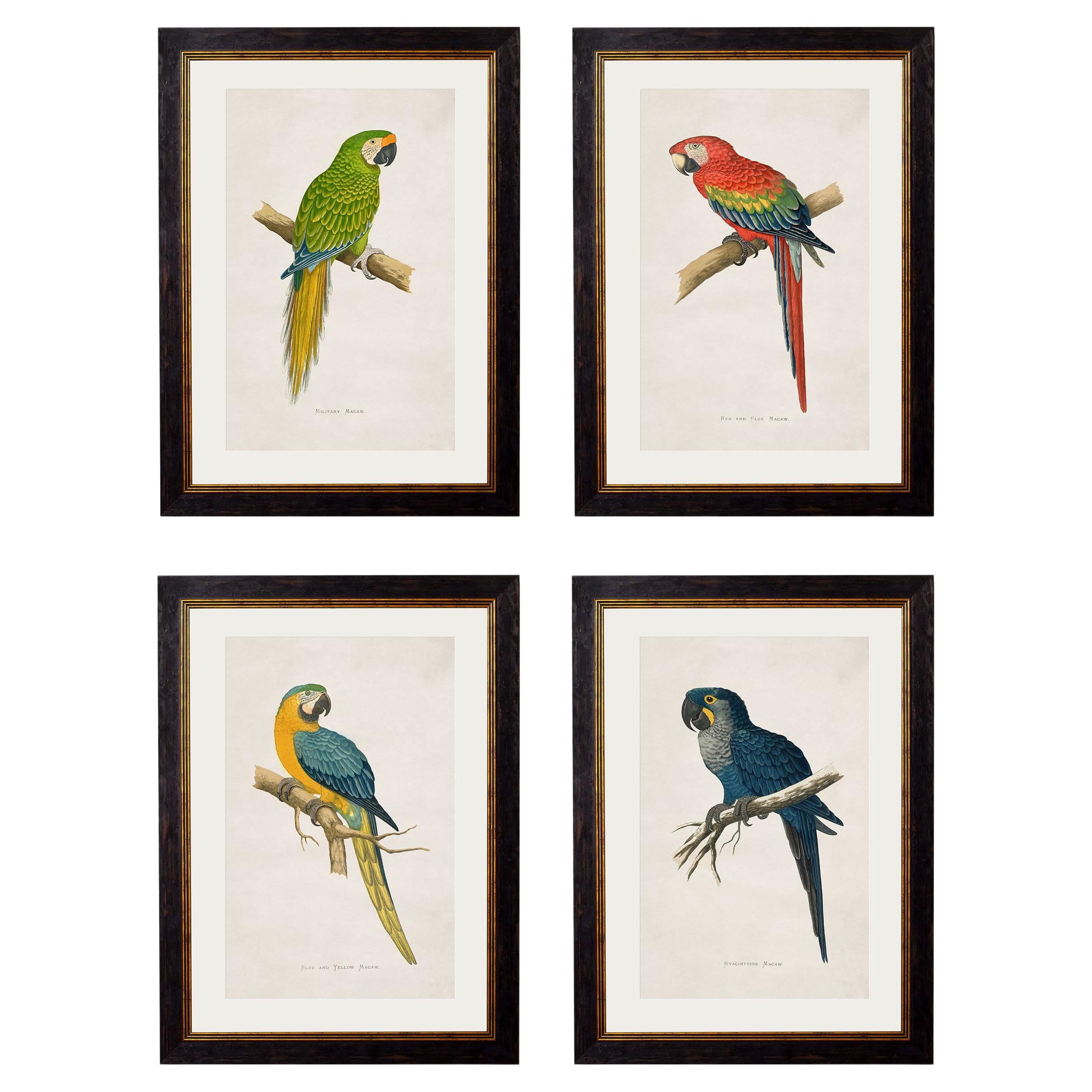 Set von FOUR Macaws Drucken, ursprünglich um 1838, in rechteckigen Rahmen, neu