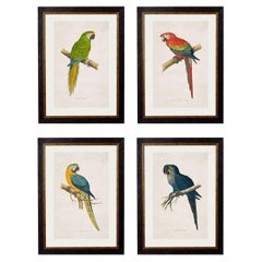 Set of FOUR Macaws Prints originally Circa 1838 in Rectangular Frames, New