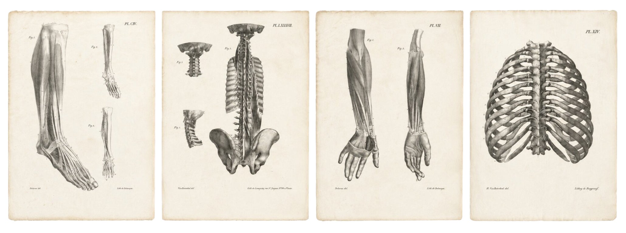 Set of Four Original French Anatomical Lithographs by Jules Cloquet, Paris, 1821