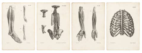 Set of Four Original French Anatomical Lithographs by Jules Cloquet, Paris, 1821