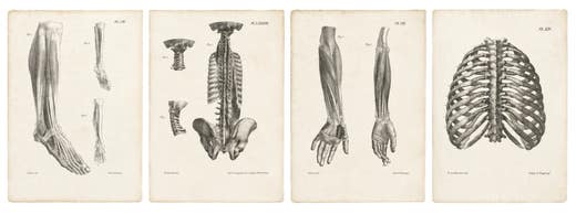 Set of Four Original French Anatomical Lithographs by Jules Cloquet, Paris, 1821