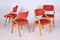 Set of Four Original Mid-Century Chairs, by Ludvik Volak, Maple, Czech, 1960s