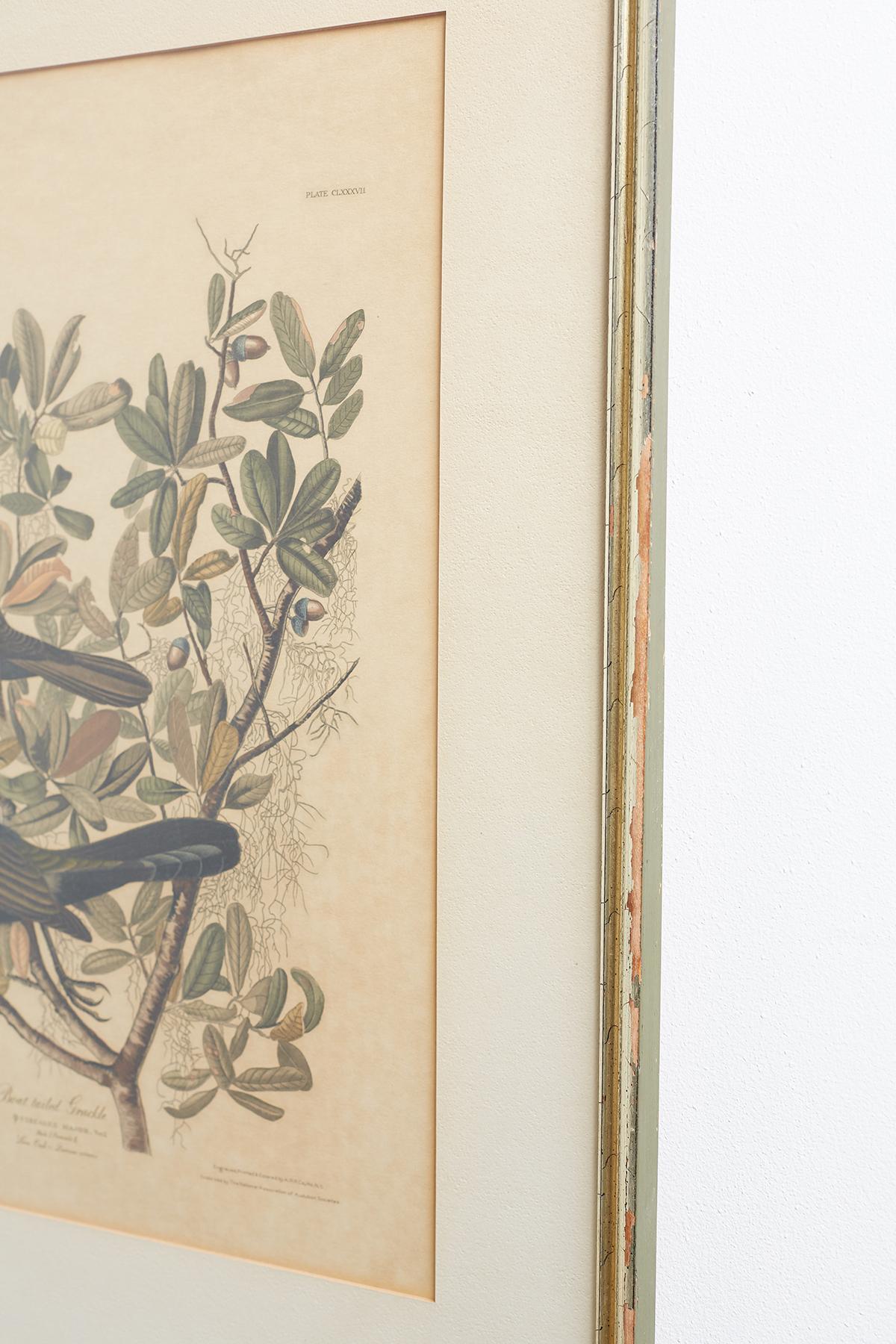 Set of Four Ornithological Prints in the style of Audubon, facsimiles, 1937 2