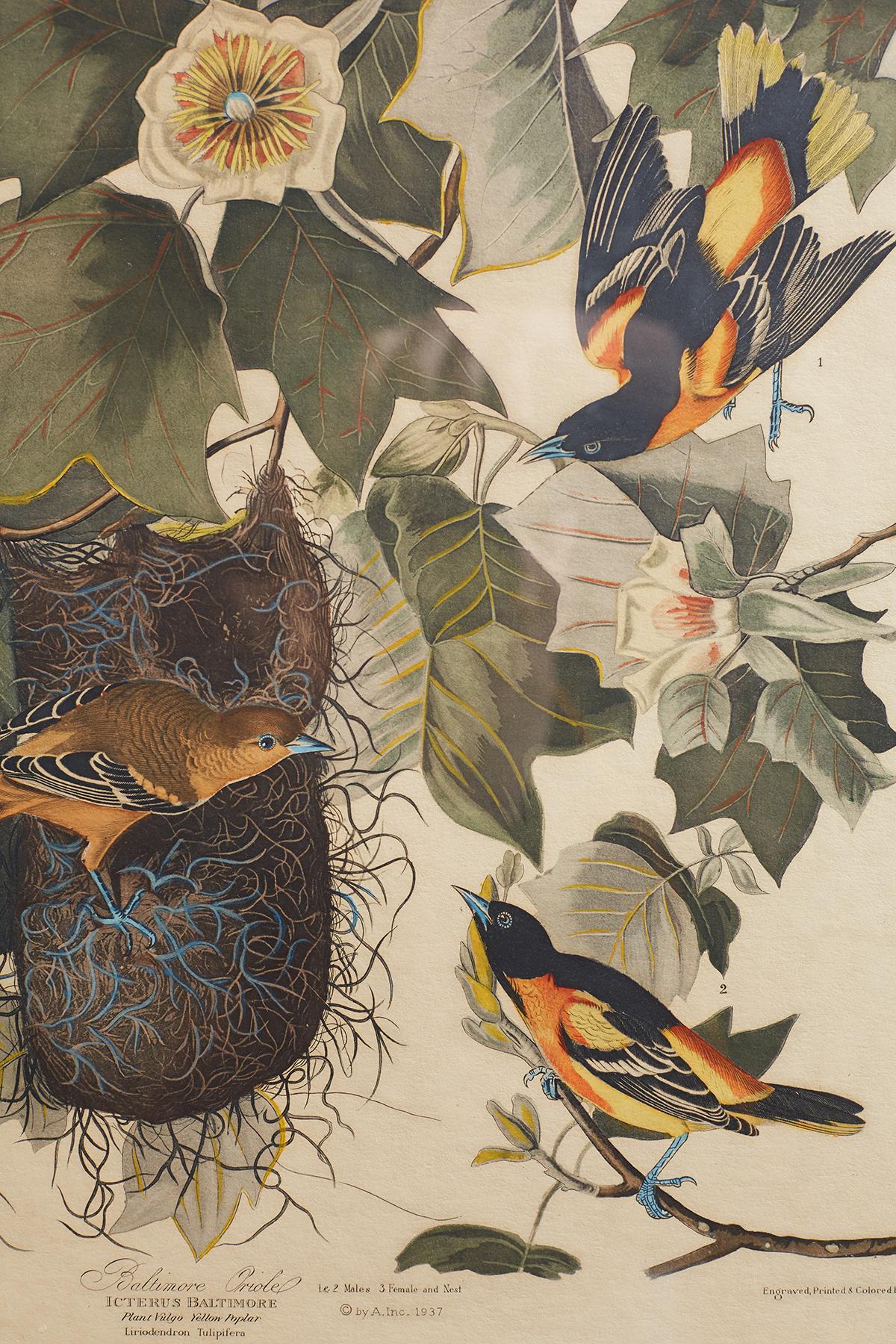 Set of Four Ornithological Prints in the style of Audubon, facsimiles, 1937 3
