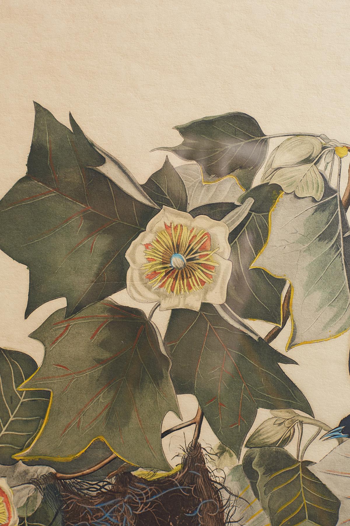 Set of Four Ornithological Prints in the style of Audubon, facsimiles, 1937 5