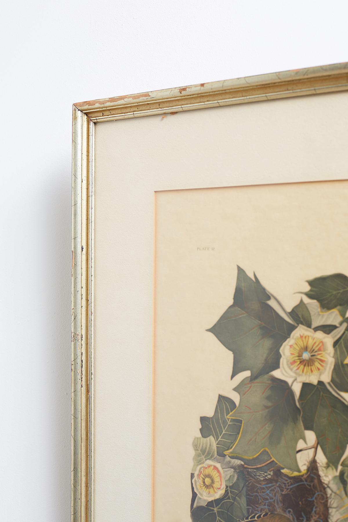 Set of Four Ornithological Prints in the style of Audubon, facsimiles, 1937 6