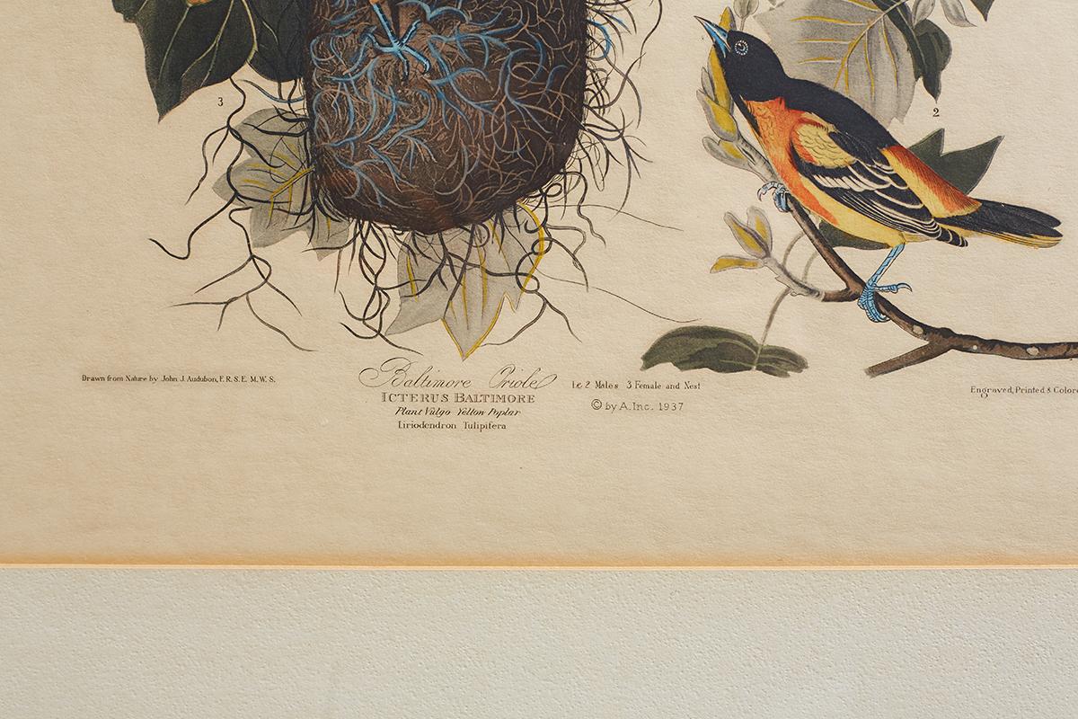 Set of Four Ornithological Prints in the style of Audubon, facsimiles, 1937 7