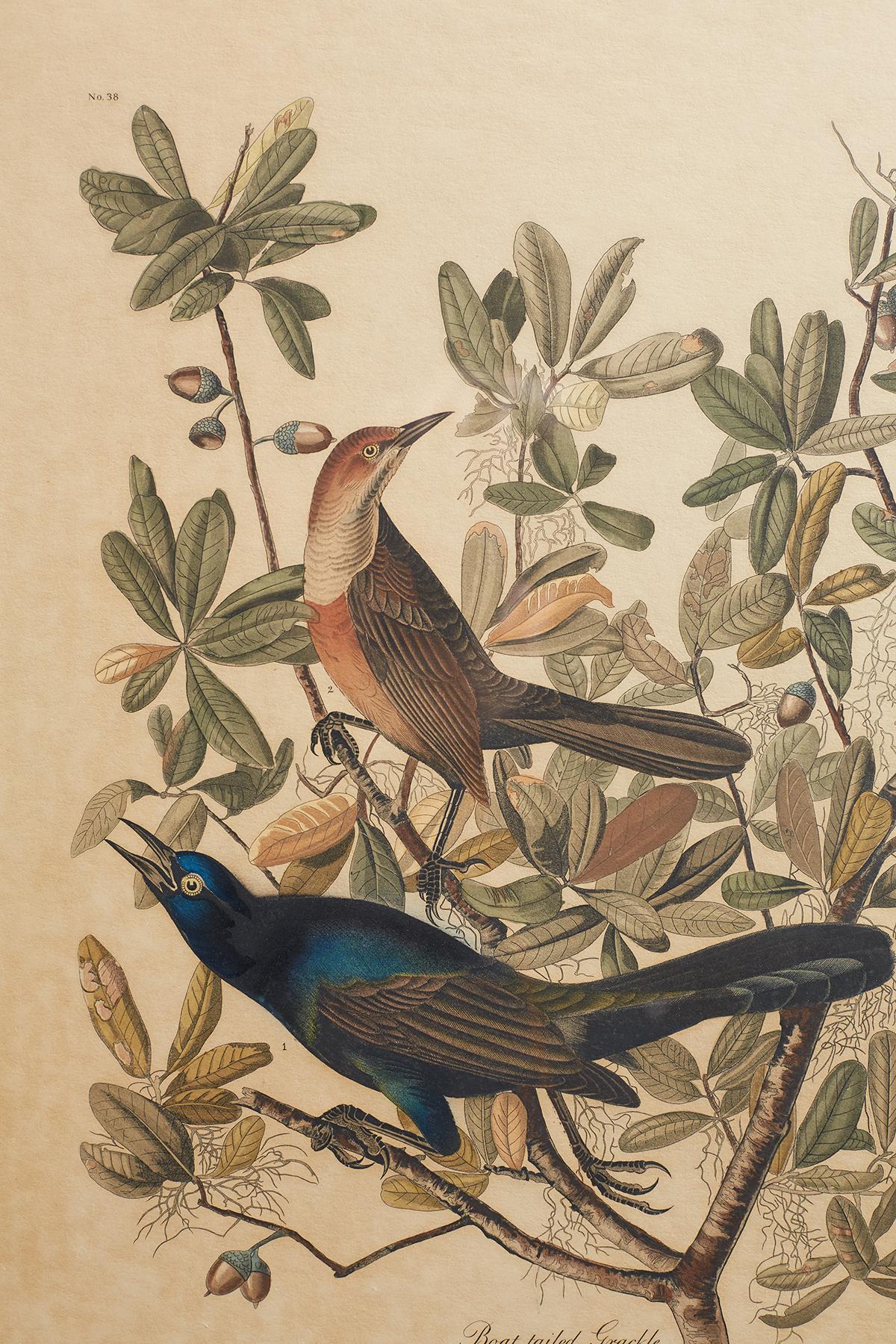 Set of Four Ornithological Prints in the style of Audubon, facsimiles, 1937 10