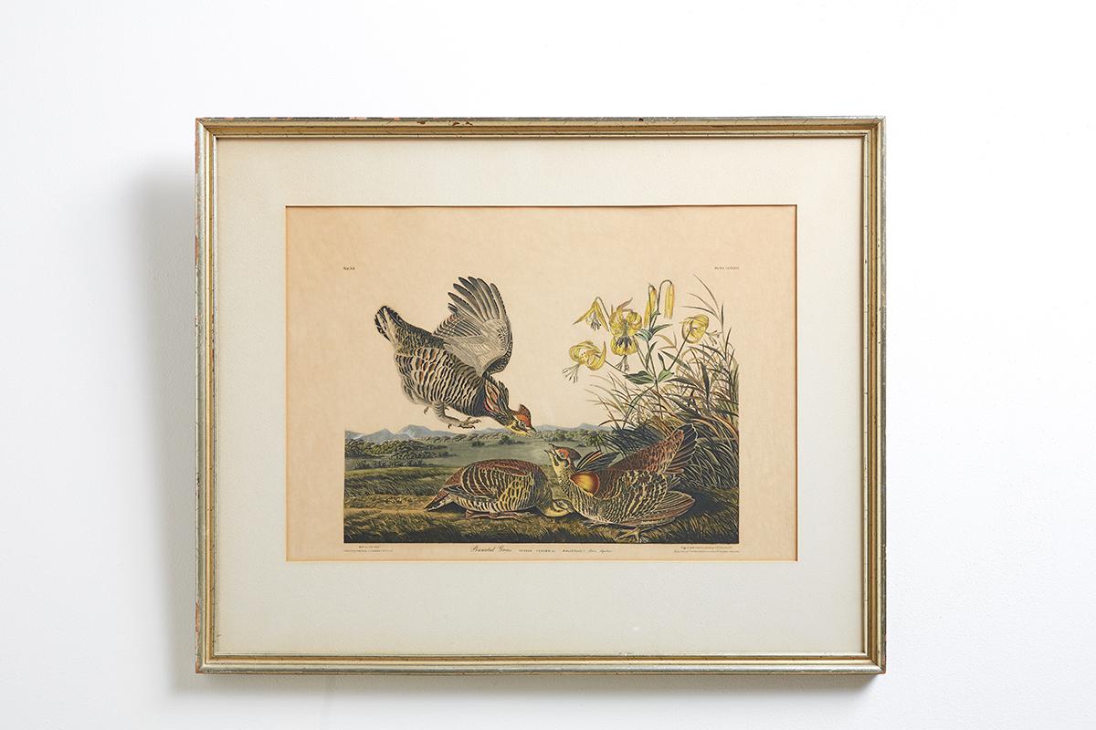 American Classical Set of Four Ornithological Prints in the style of Audubon, facsimiles, 1937