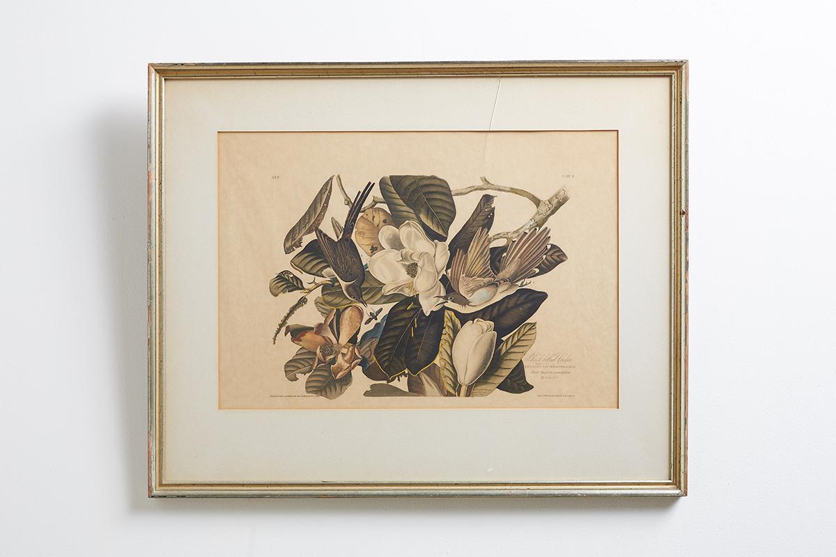 Engraved Set of Four Ornithological Prints in the style of Audubon, facsimiles, 1937