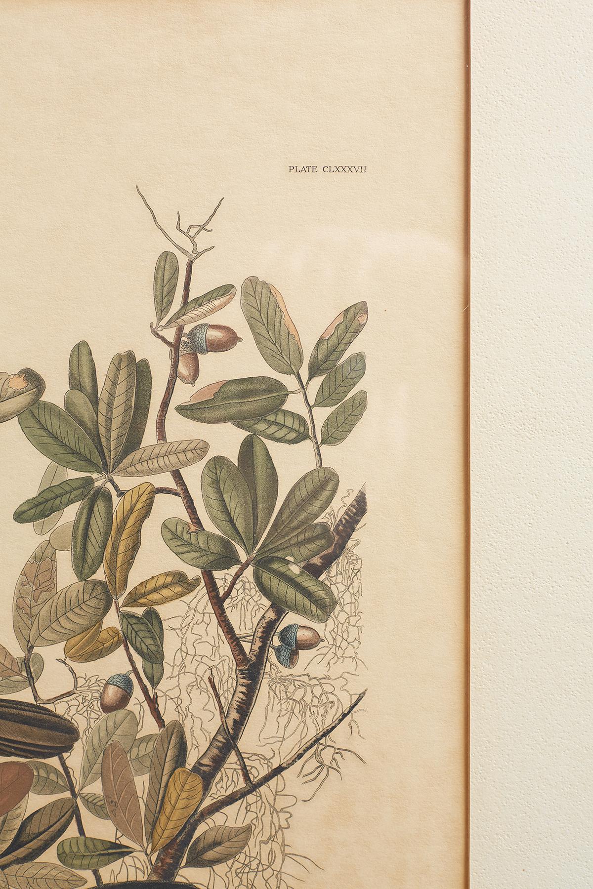 20th Century Set of Four Ornithological Prints in the style of Audubon, facsimiles, 1937