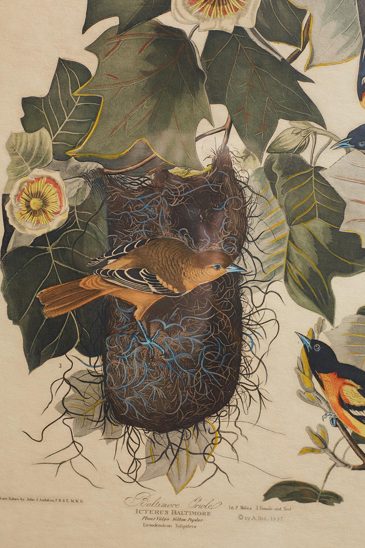 Glass Set of Four Ornithological Prints in the style of Audubon, facsimiles, 1937