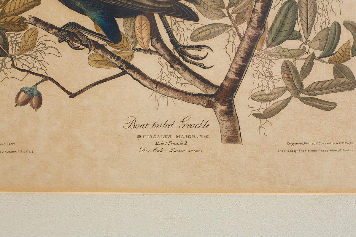 Set of Four Ornithological Prints in the style of Audubon, facsimiles, 1937 1