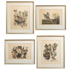 Vintage Set of Four Ornithological Prints in the style of Audubon, facsimiles, 1937