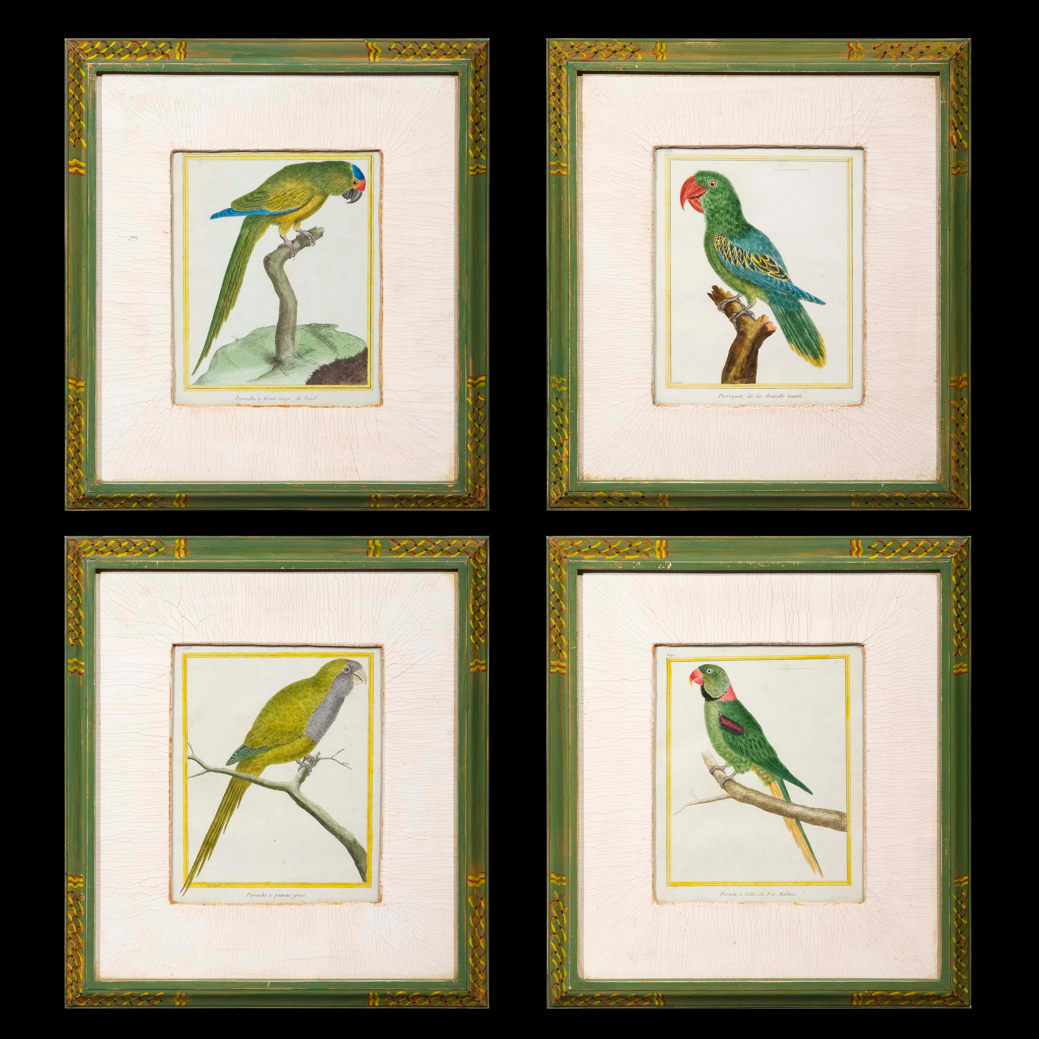 Set of Four Parrot Engravings by Martinet, 18th Century 3