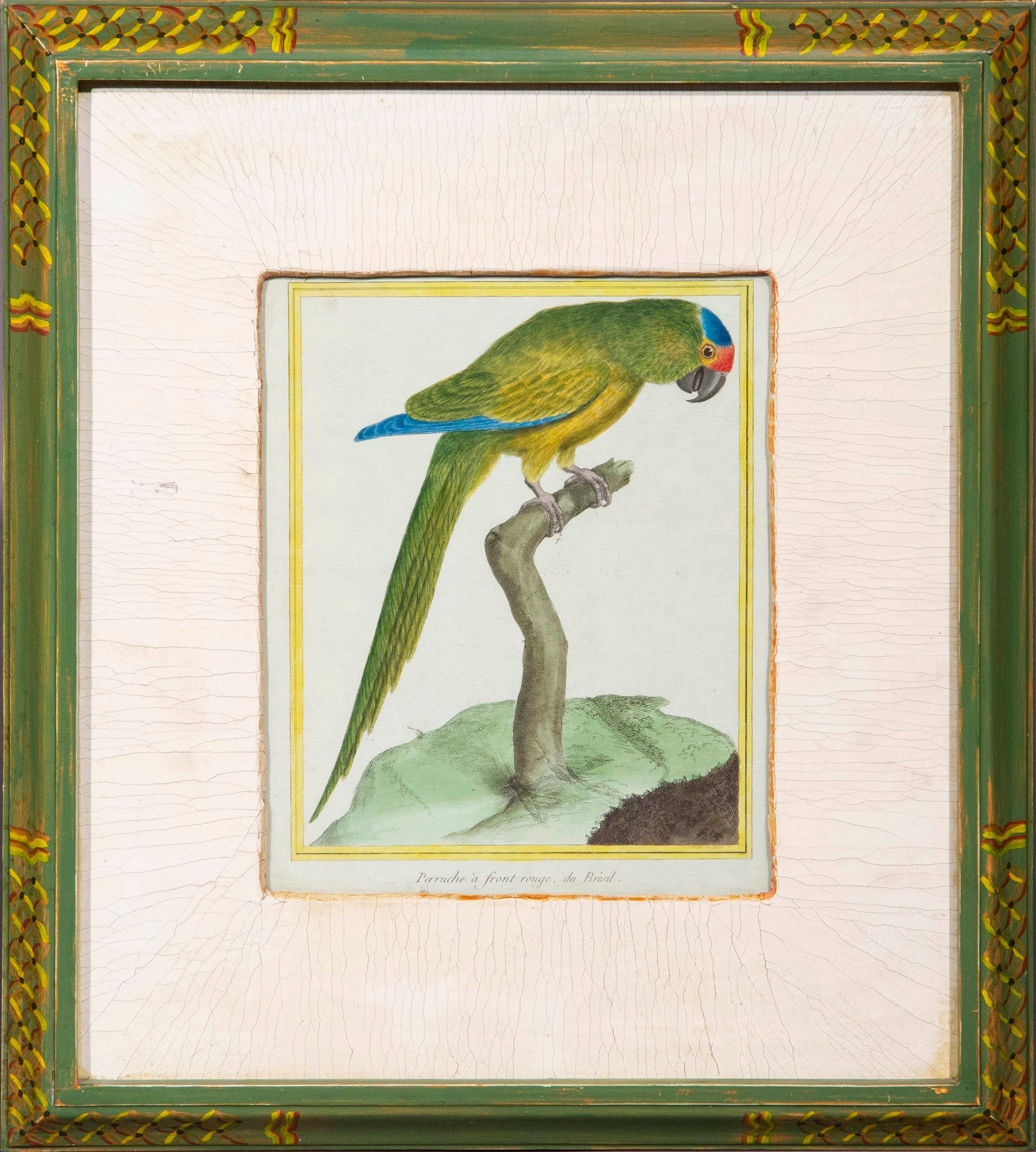 Set of Four Parrot Engravings by Martinet, 18th Century 1