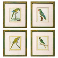 Set of Four Parrot Engravings by Martinet, 18th Century