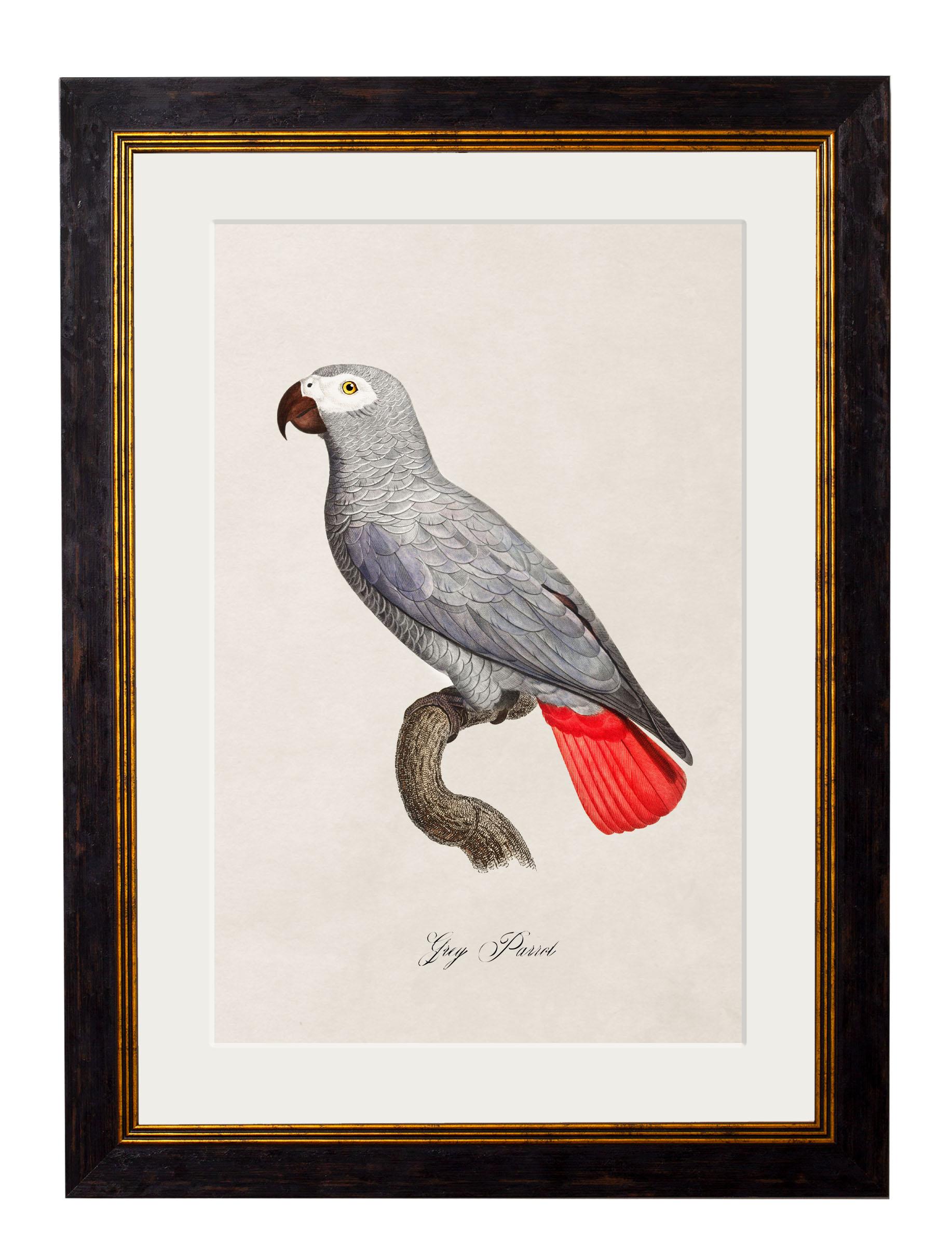 Si tratta di un set di QUATTRO stampe di pappagalli rimasterizzate digitalmente, colorate a mano e incorniciate, originarie del 1800 circa.

Le stampe di questo stile venivano originariamente stampate in bianco e nero e poi dipinte a mano per