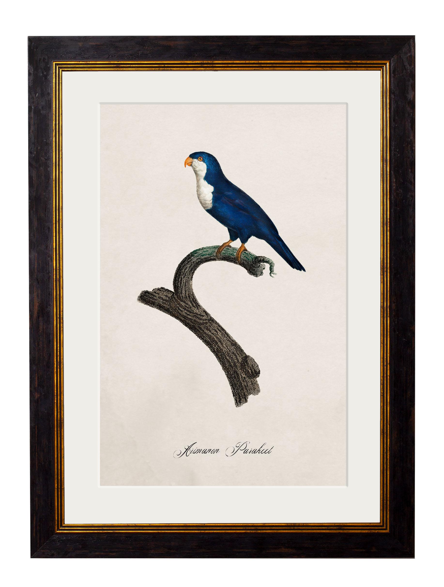 British Set of FOUR Parrot Prints originally Circa 1800s in Rectangular Frames, New (B) For Sale